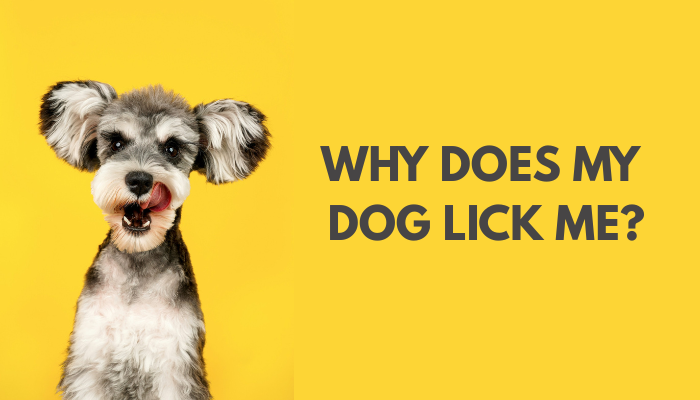 Why do dogs lick me?