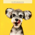 Why Do Dogs Lick Me?