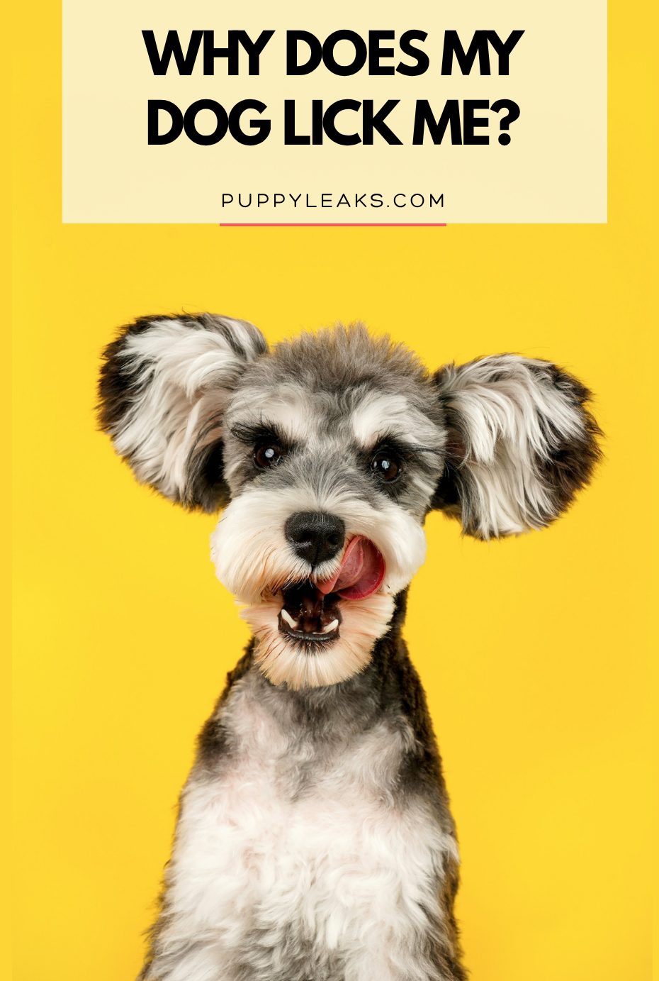 Why Do Dogs Lick Me?