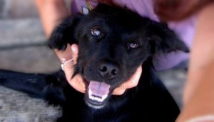 300 Badass Dog Names