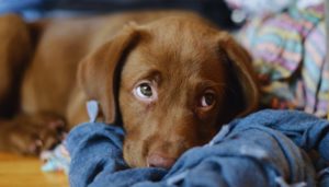 How to teach your dog to settle