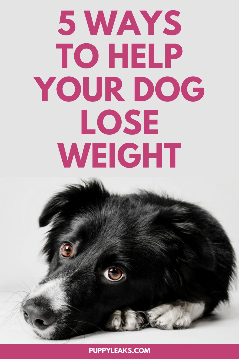 5 Ways To Help Your Dog Lose Weight