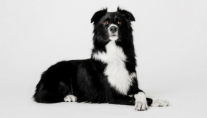 500 video game dog names