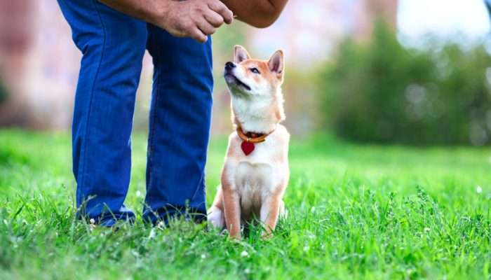 5 tips for training a stubborn dog