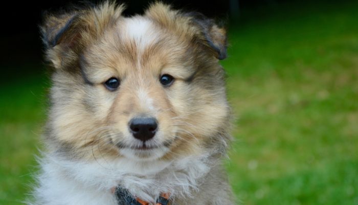 500 Historical Dog Names