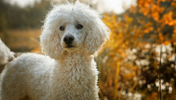500 cool dog names