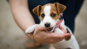 300 funny dog names