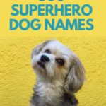 300 Superhero Dog Names