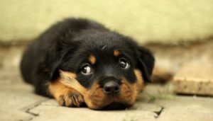Why do dogs give the side eye?
