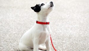 500 Korean Dog Names