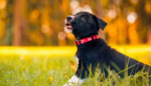 African Dog Names