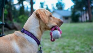 Focus on engagement with toys