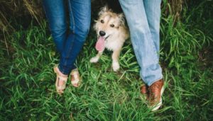 Why do dogs get scared during storms