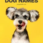 300 Italian Dog Names