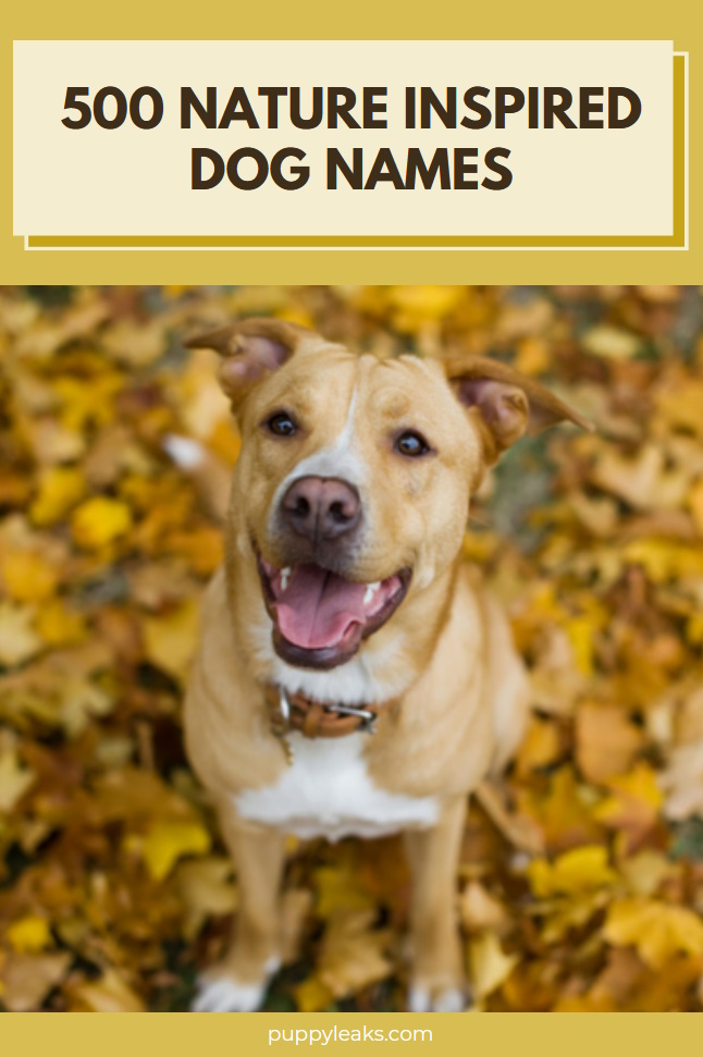 500 Nature Inspired Dog Names