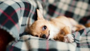 Holiday Inspired Dog Names