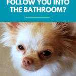 Why Do Dogs Follow You Into The Bathroom?