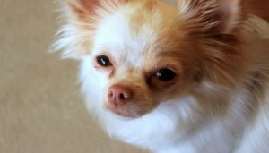 Why Do Dogs Follow You Into The Bathroom?