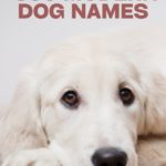 500 Modern Dog Names