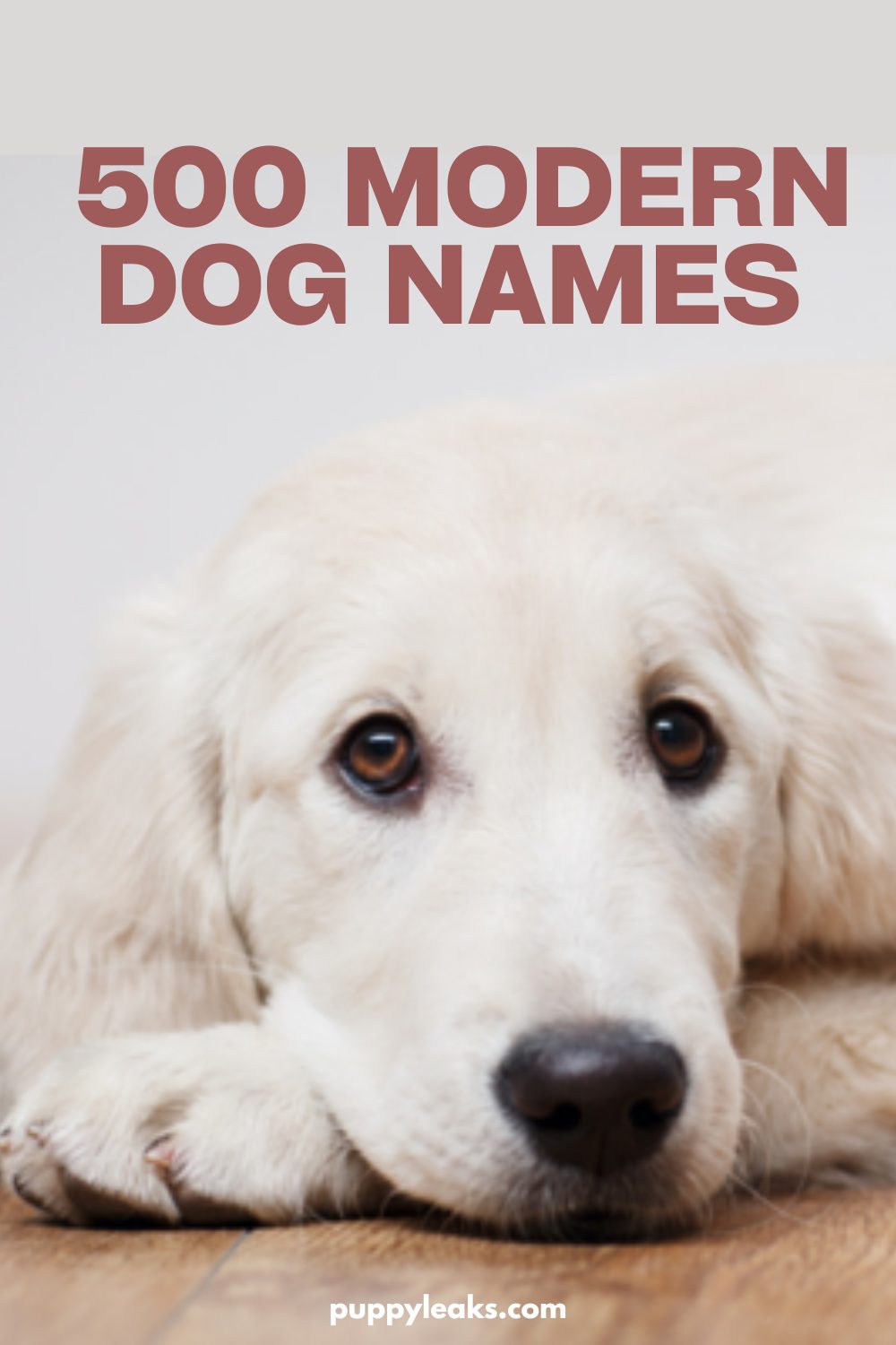 500 Modern Dog Names