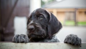 How to get rid of skunk smell in dog