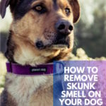 How to Remove Skunk Smell From Your Dog