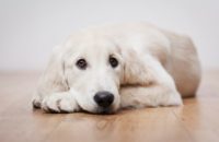 500 Modern Dog Names