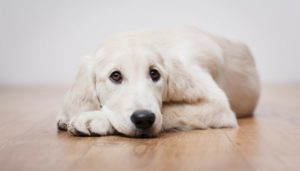 500 Modern Dog Names