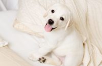 500 Russian Dog Names