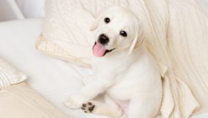 500 Russian Dog Names