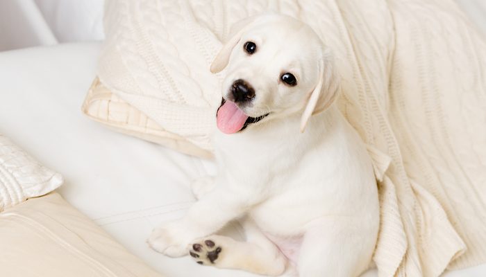 500 Russian Dog Names