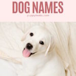 500 Russian Dog Name Ideas