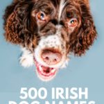 500 Irish Dog Names