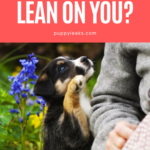 Why Do Dogs Lean on You?