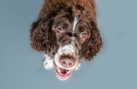 500 Irish Dog Names