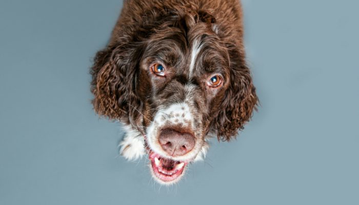 500 Irish Dog Names