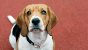 The benefits of foster to adopt