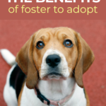 The benefits of foster to adopt programs