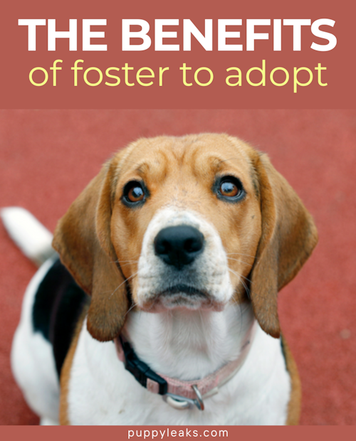 The benefits of foster to adopt programs