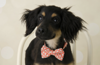 Dog Accessories for Halloween