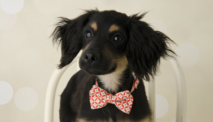 5 Cute Halloween Accessories For Dogs
