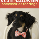 5 Cute Halloween Accessories For Dogs