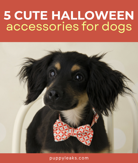5 Cute Halloween Accessories For Dogs